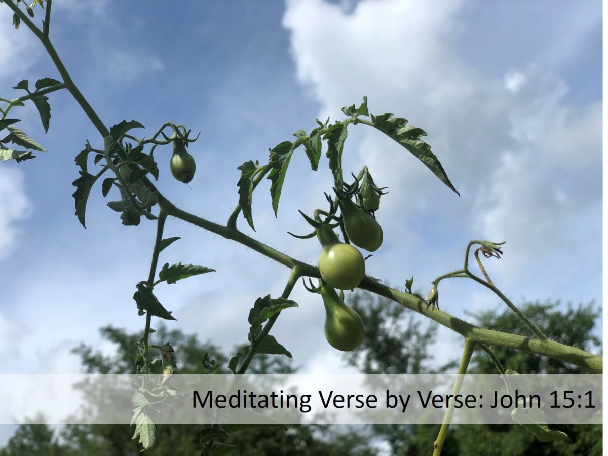 Meditating Verse by Verse: John 15:1